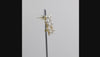 360-degree video of a cluster of five white pearl ear climber earrings in a curved, ear cuff-style arrangement shown on a white background.